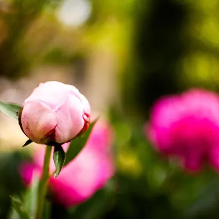 Mirguet Au Jardin * Saint-Elix-le-Chateau