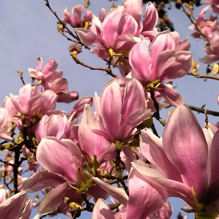 Mirguet Au Jardin * Saint-Elix-le-Chateau