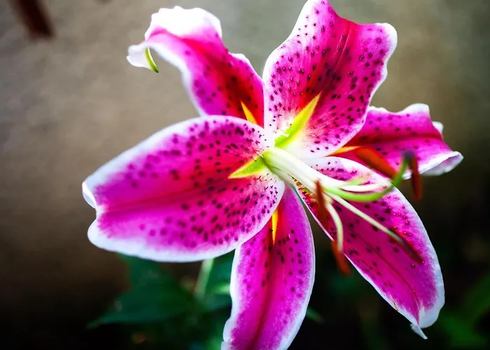 Mirguet Au Jardin Saint-Elix-le-Chateau