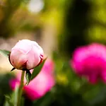 Mirguet Au Jardin * Saint-Elix-le-Chateau