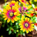 Mirguet Au Jardin