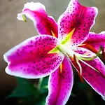 Mirguet Au Jardin Saint-Elix-le-Chateau