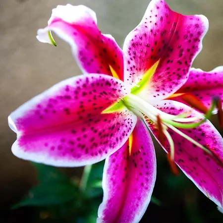 Mirguet Au Jardin Saint-Elix-le-Chateau