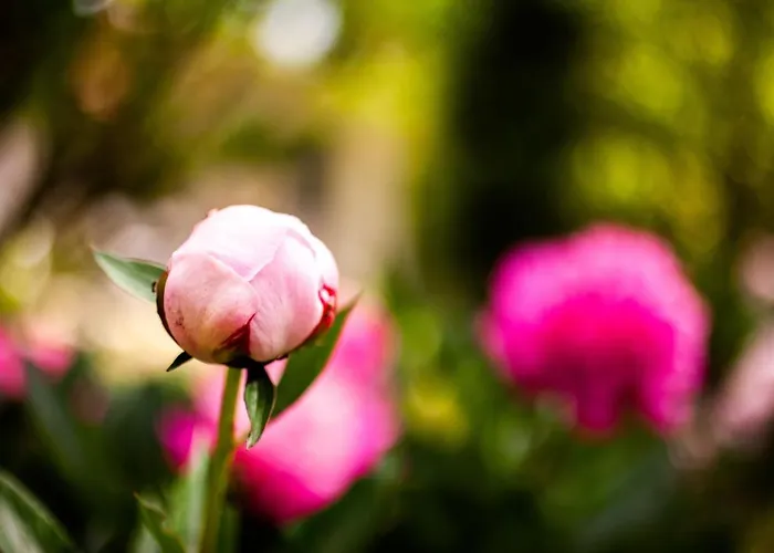 Mirguet Au Jardin * Saint-Elix-le-Chateau